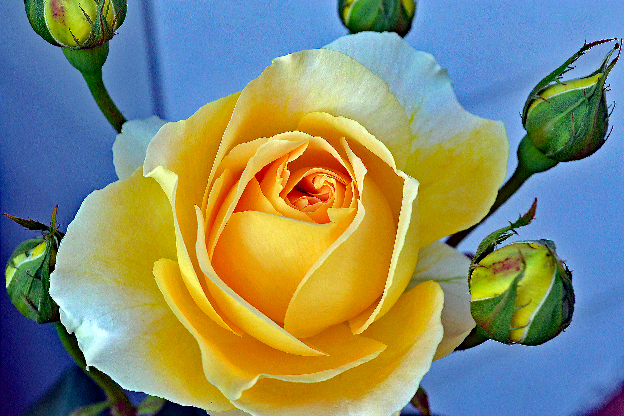 Lebkü Standardbild Bearbeitet