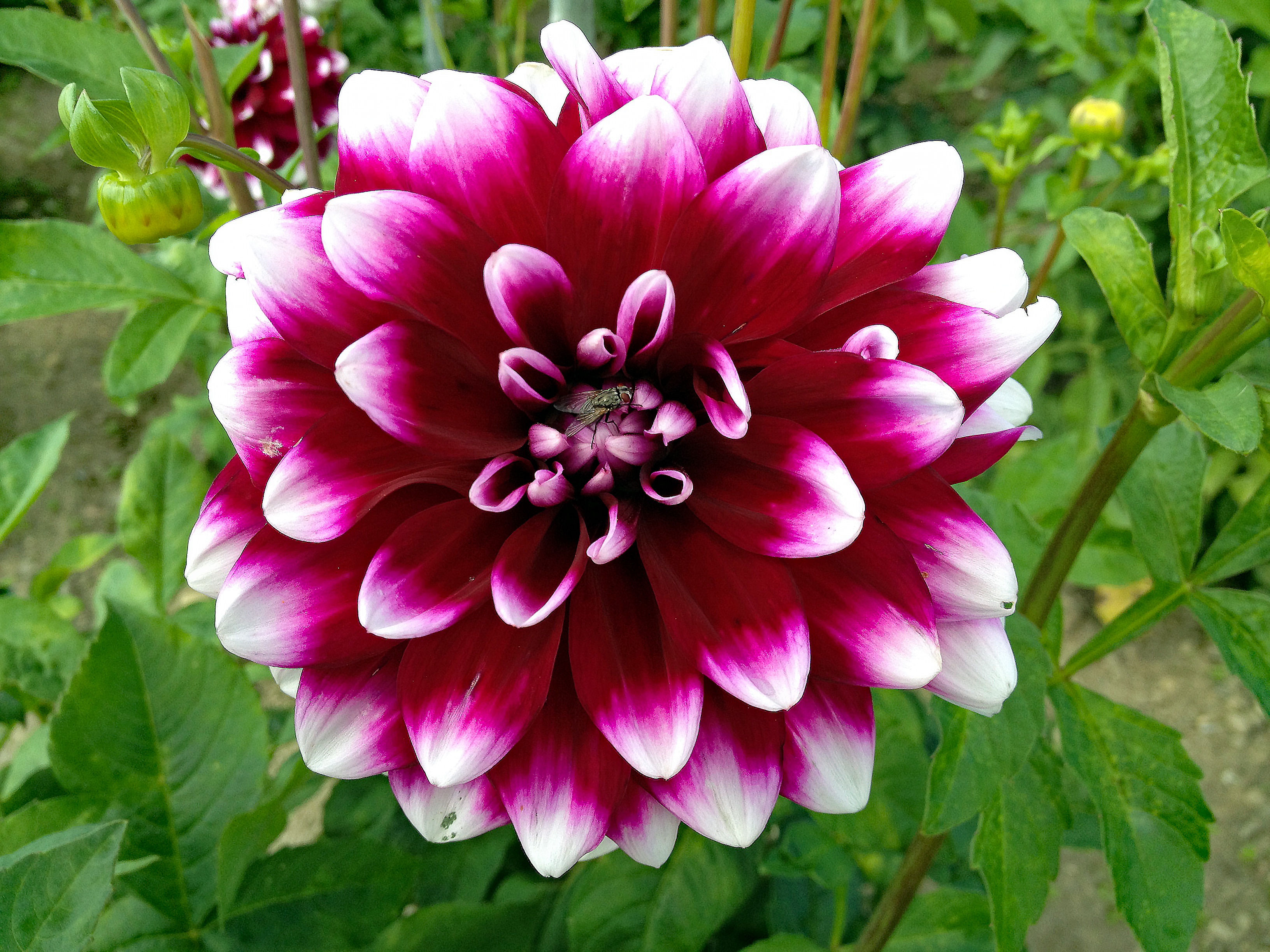 Hintergrund Porträt